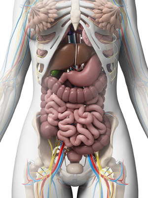O estudo da Anatomia