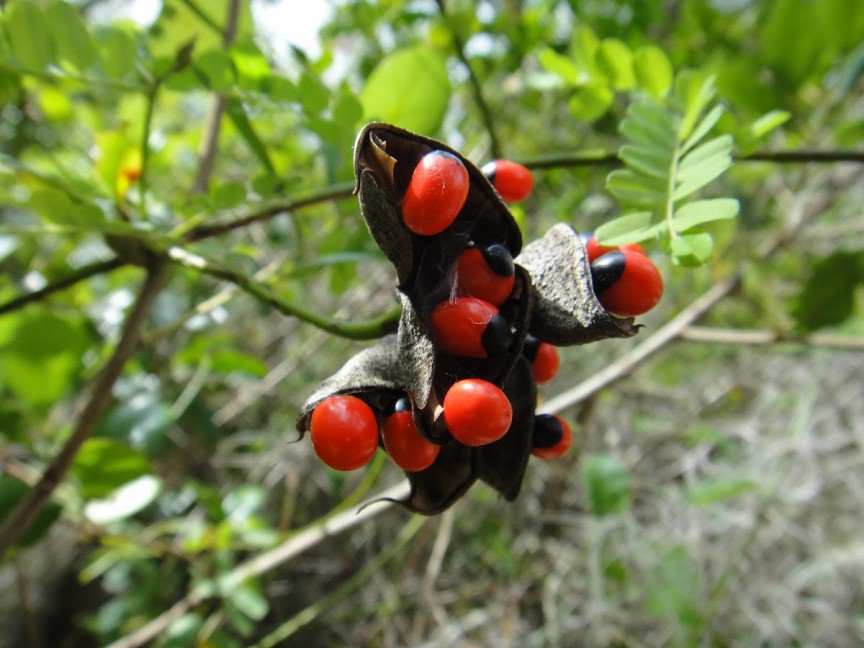 Plantas Psicoativas